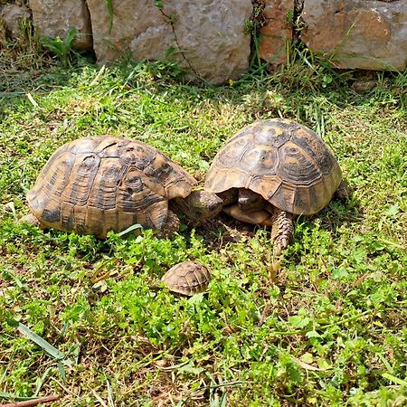 Martin Apartman Daire Senj  Dış mekan fotoğraf