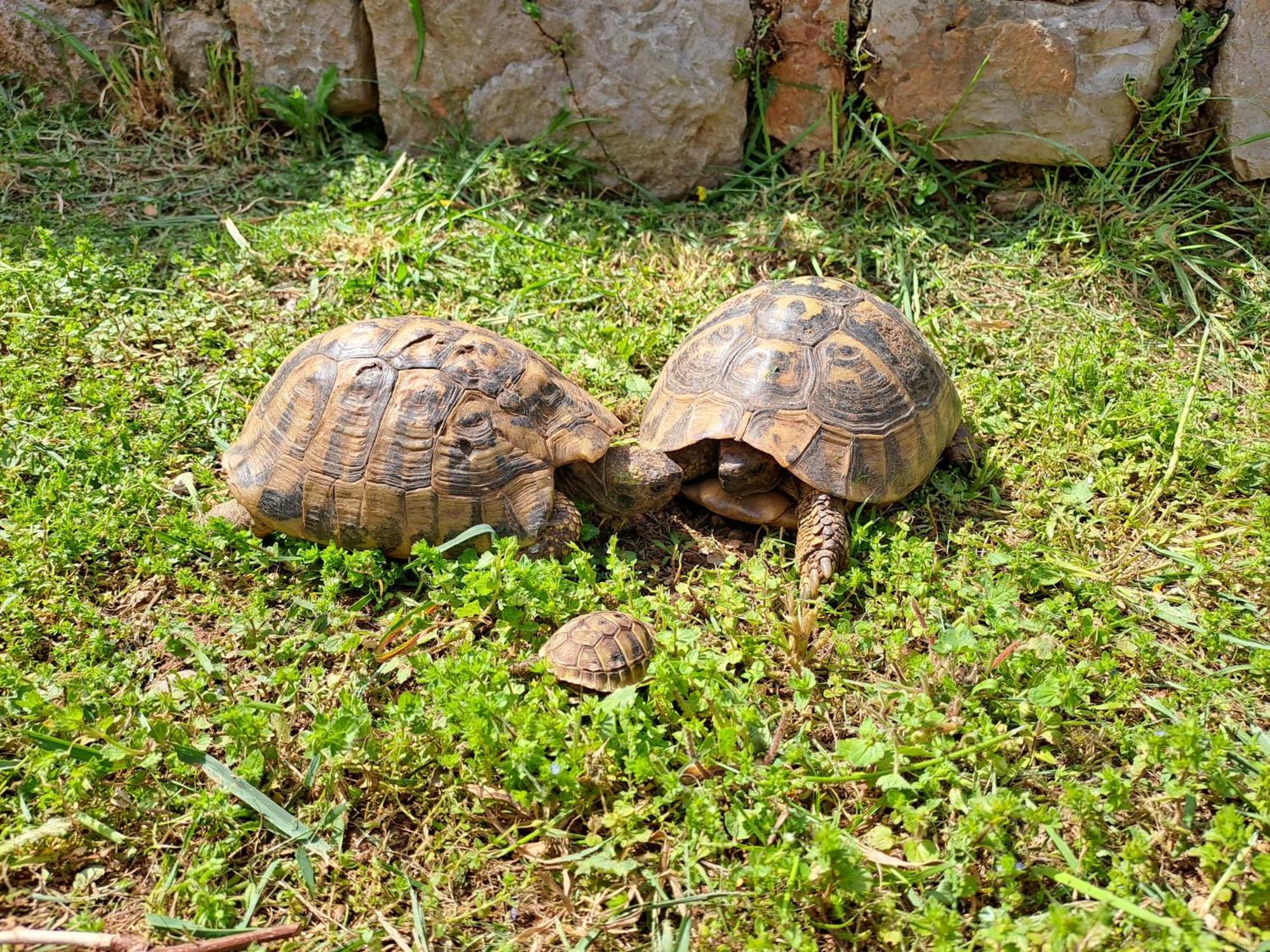 Martin Apartman Daire Senj  Dış mekan fotoğraf